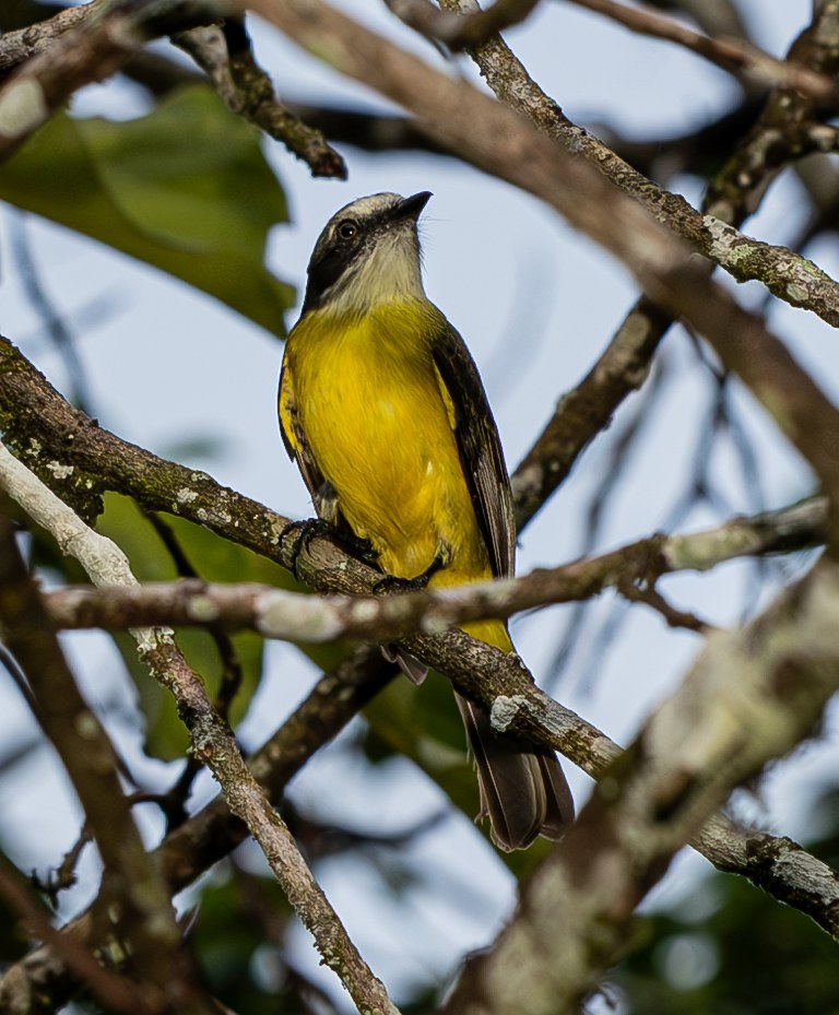 Among the Beachside Trees