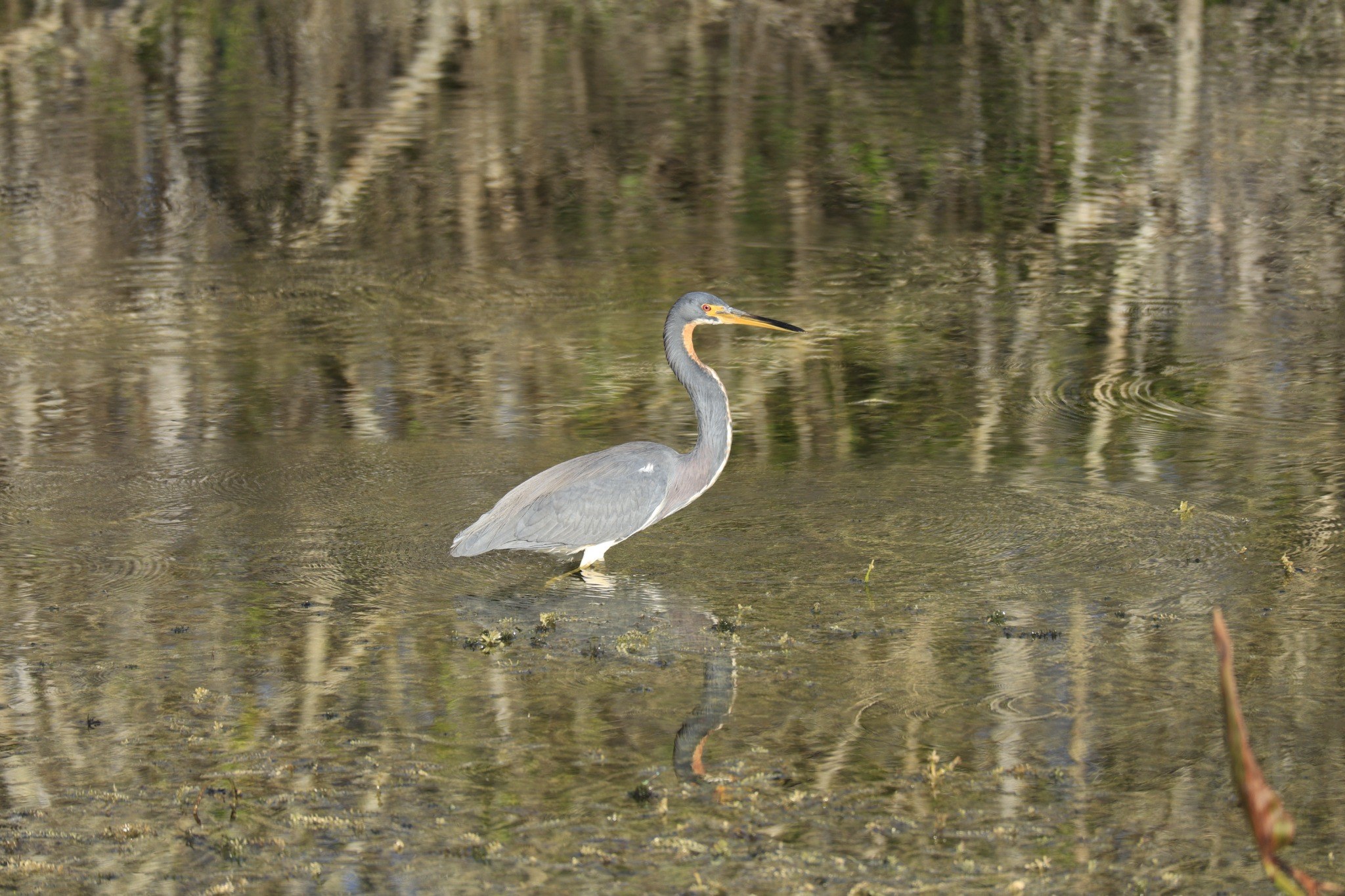 Strutting His Stuff