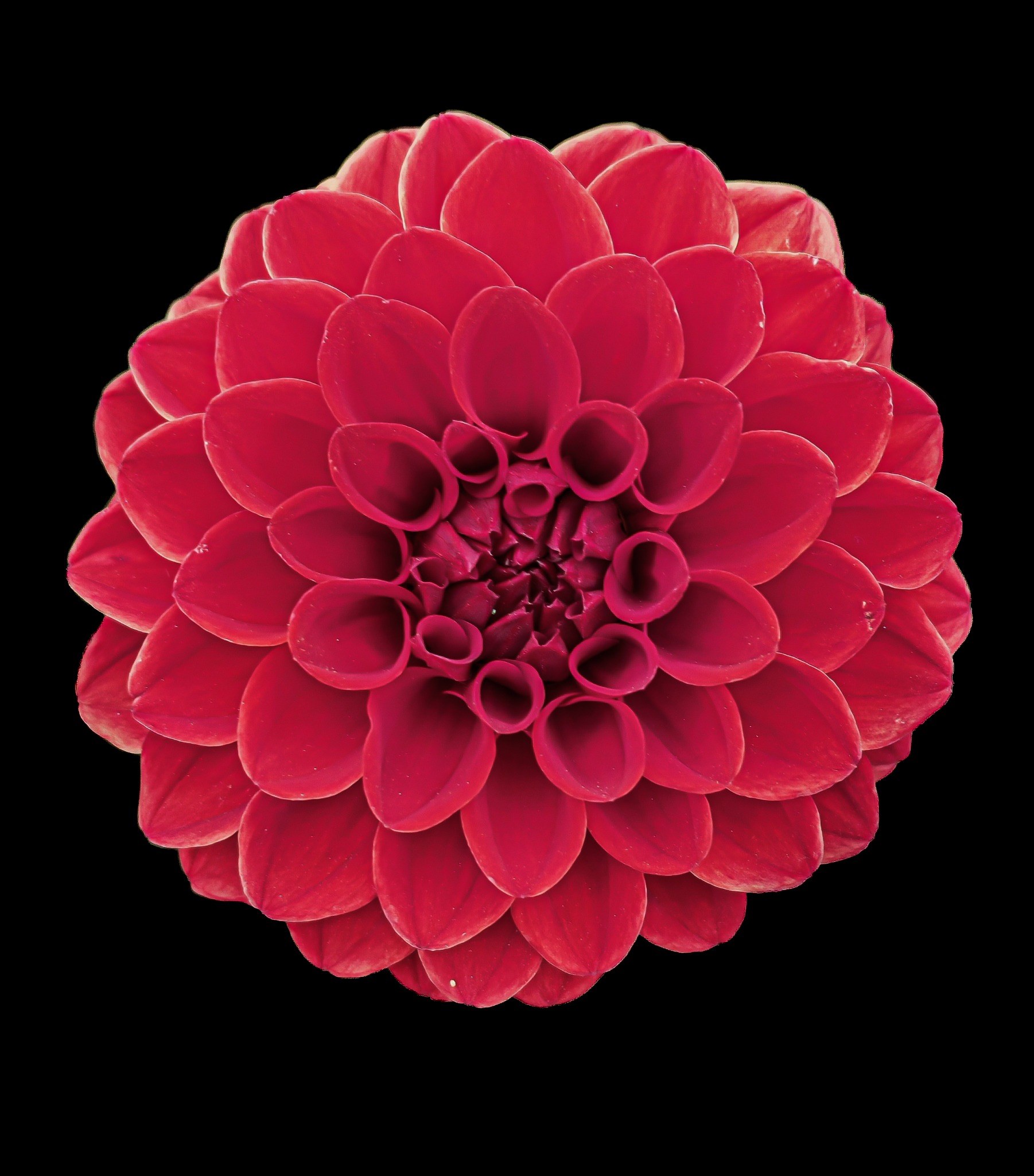 Flowers collection cover