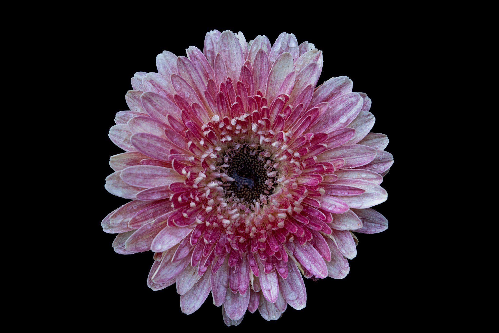 Quiet Pink