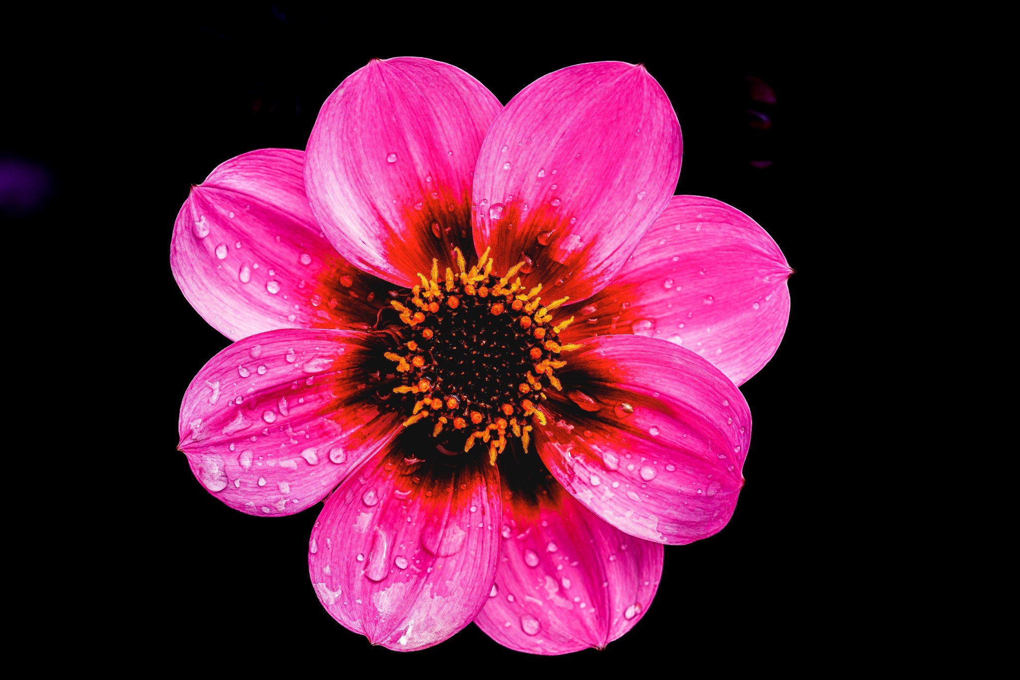 Pink Light