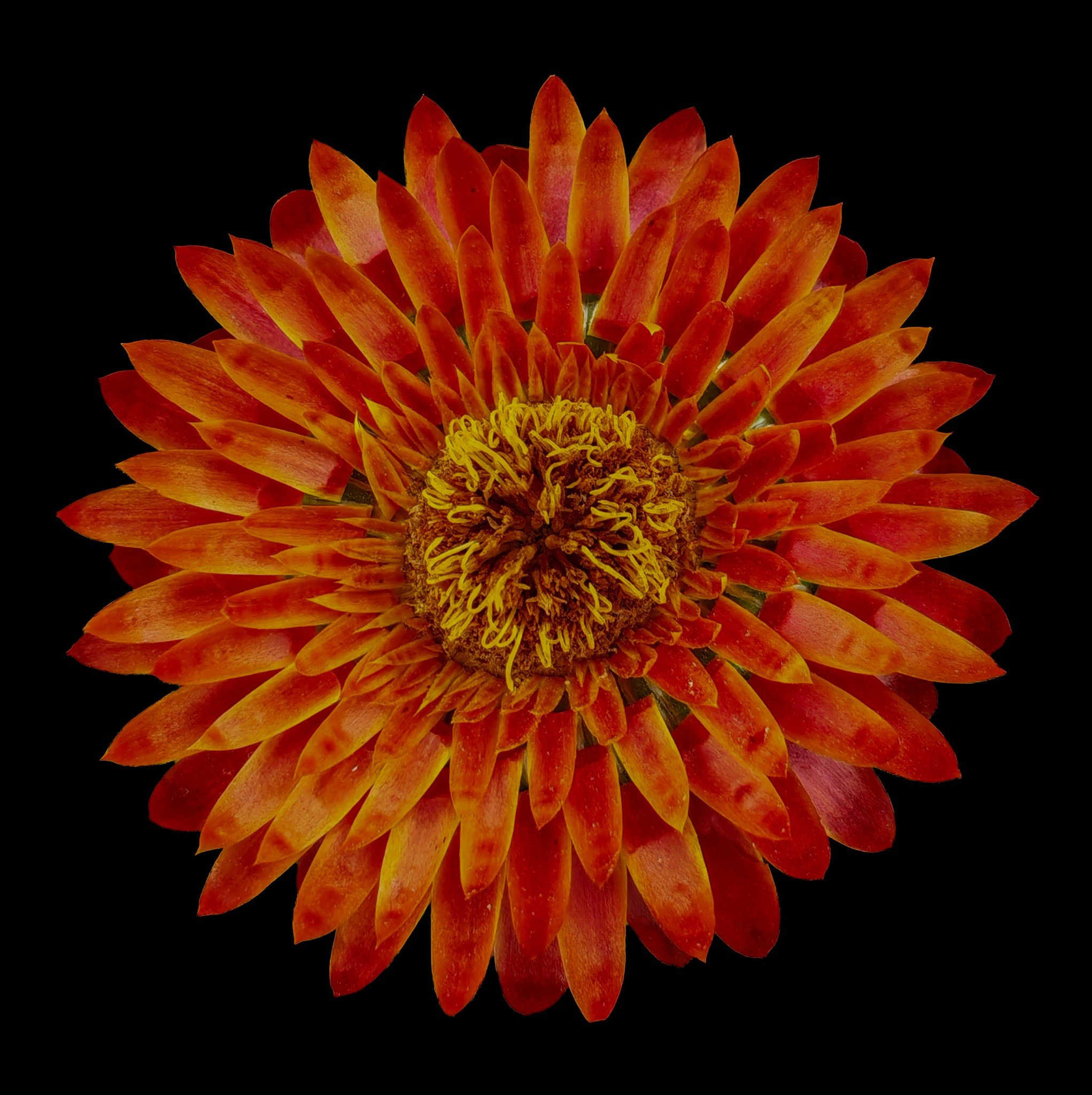 Ember