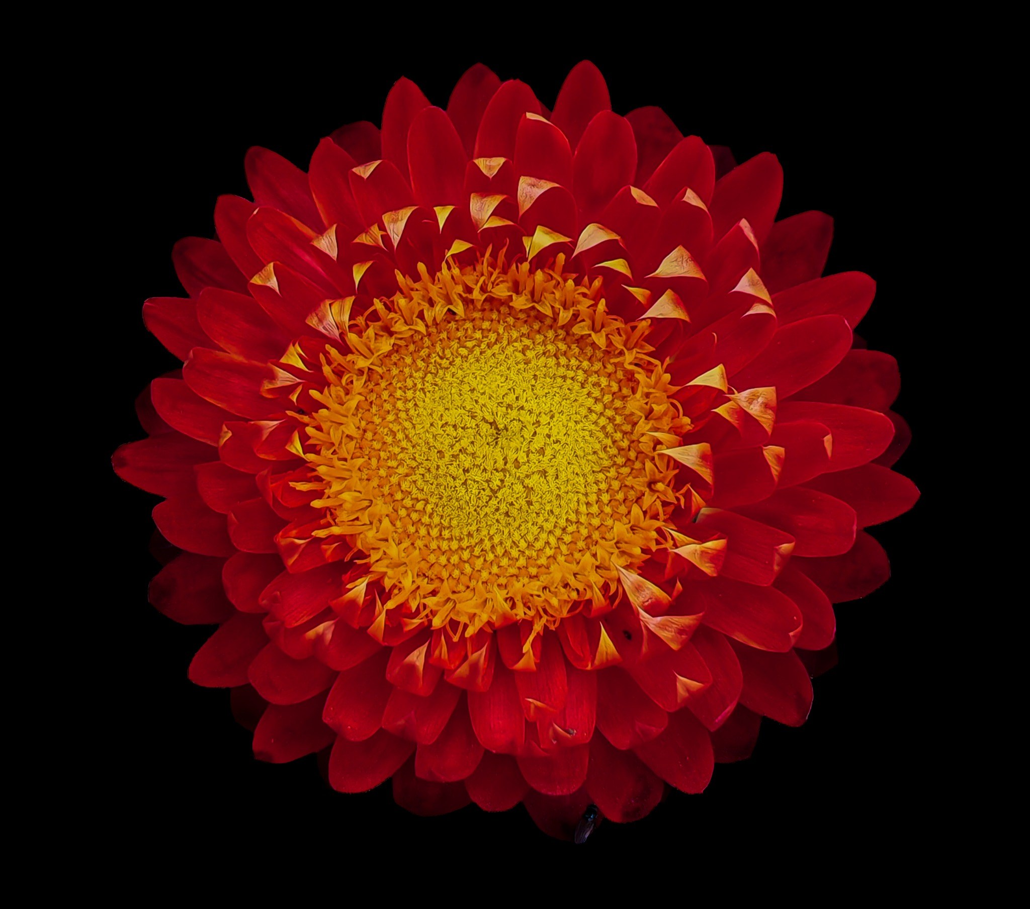 Red and Gold