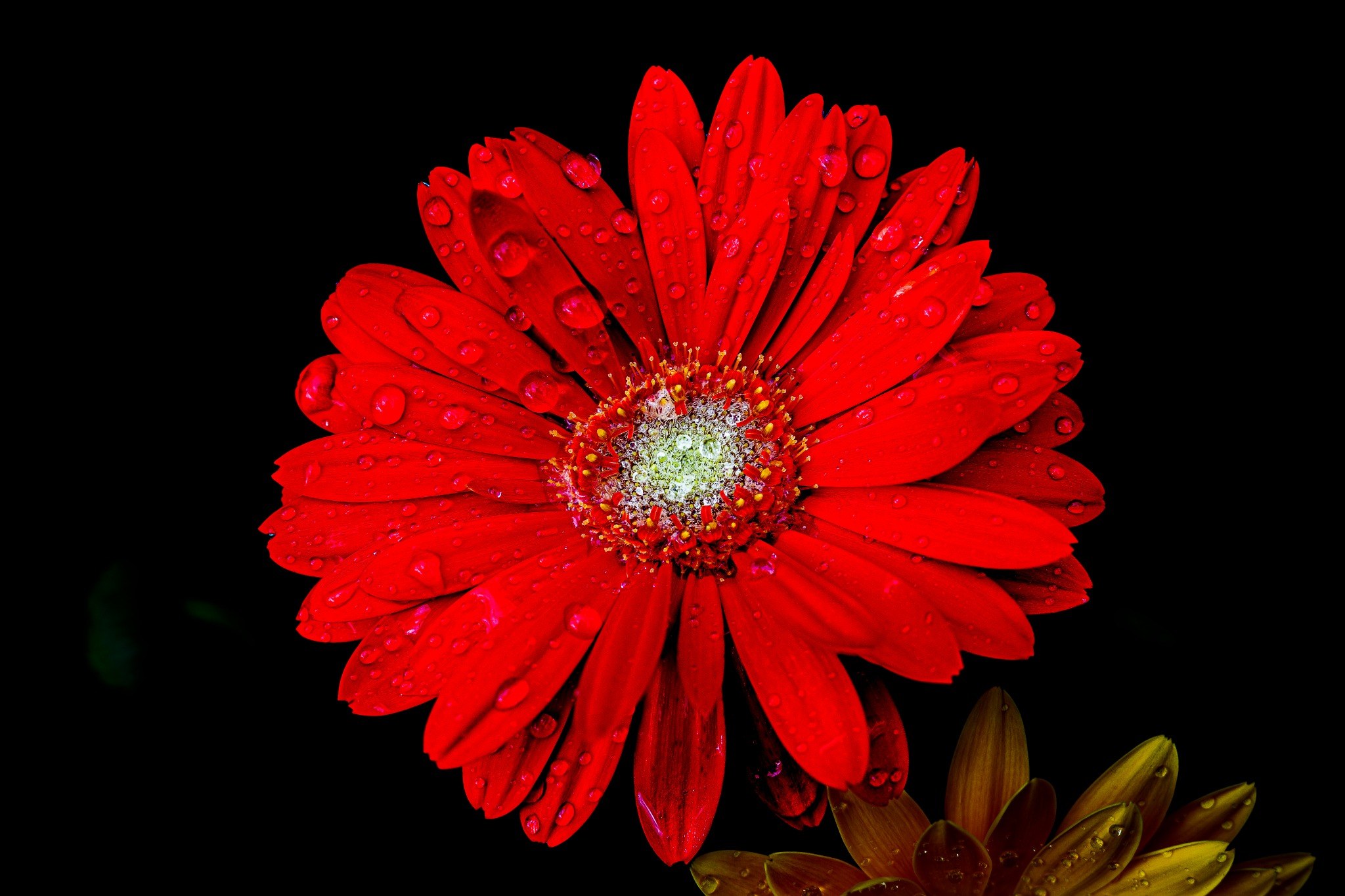 Scarlet Rain