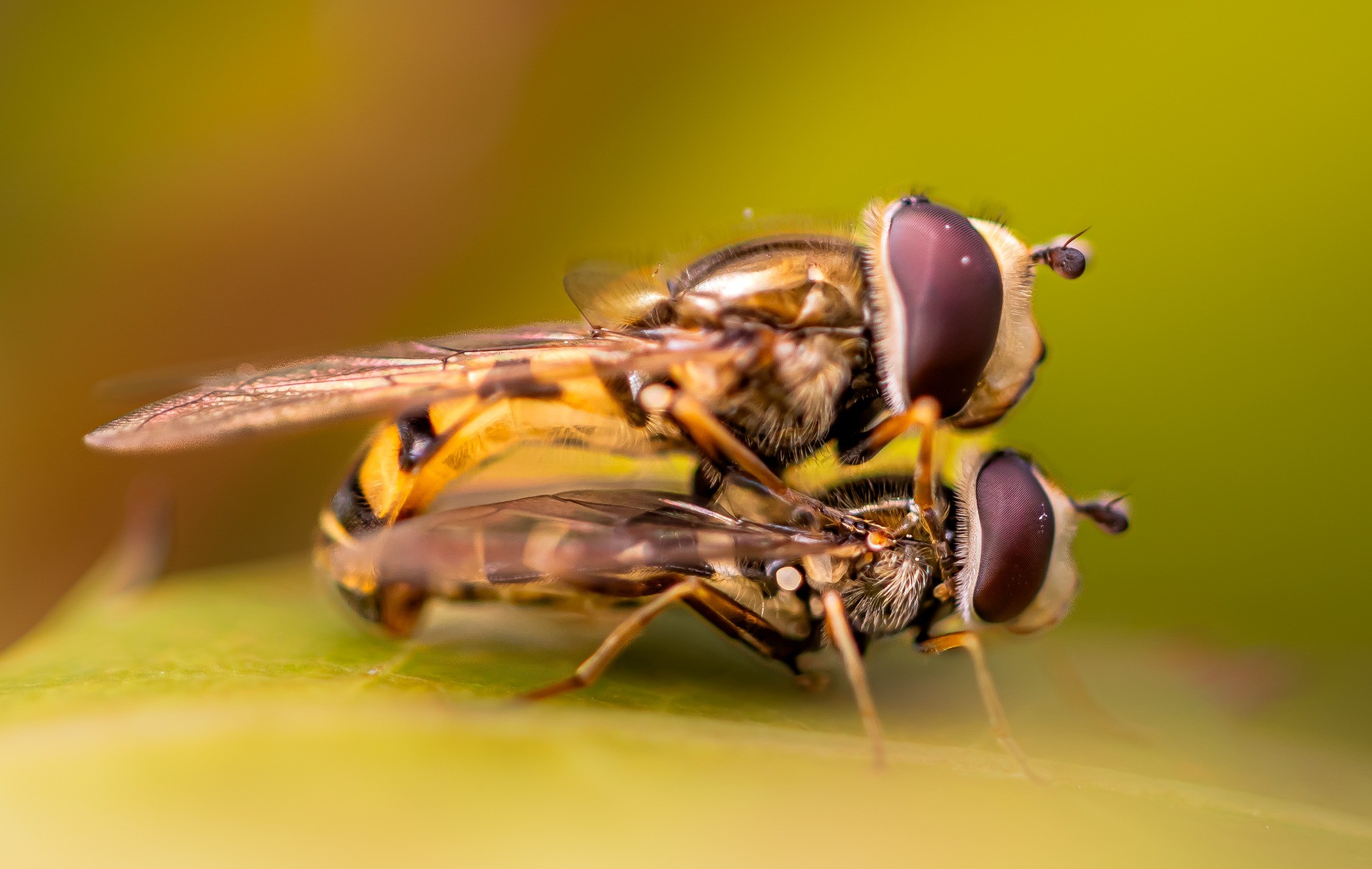 Two hoverflies in a close macro photograph