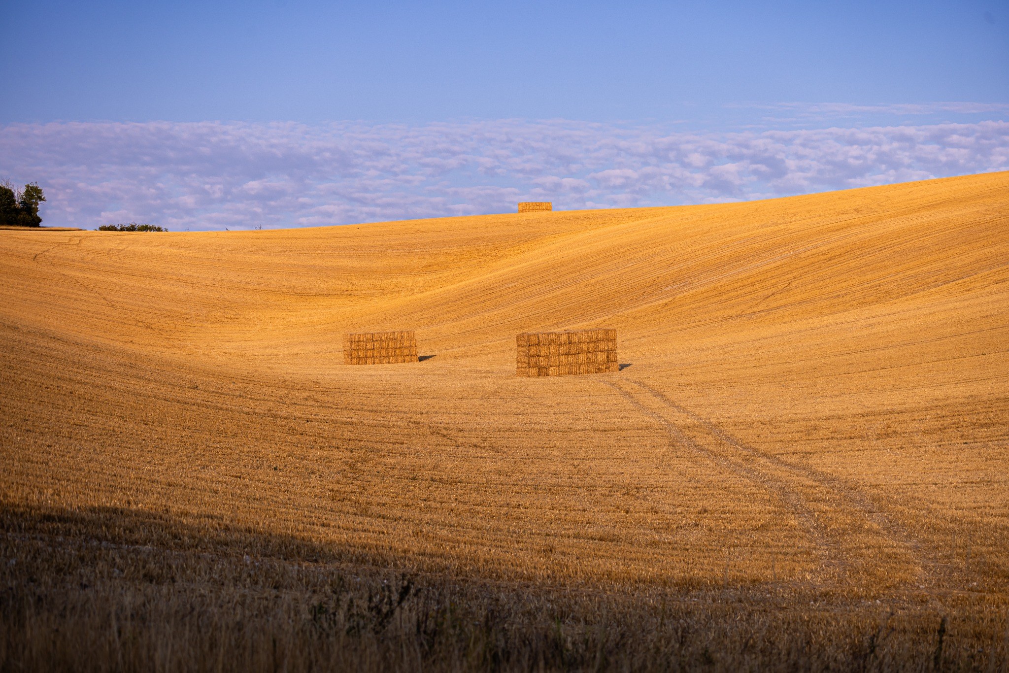 Fields of Gold