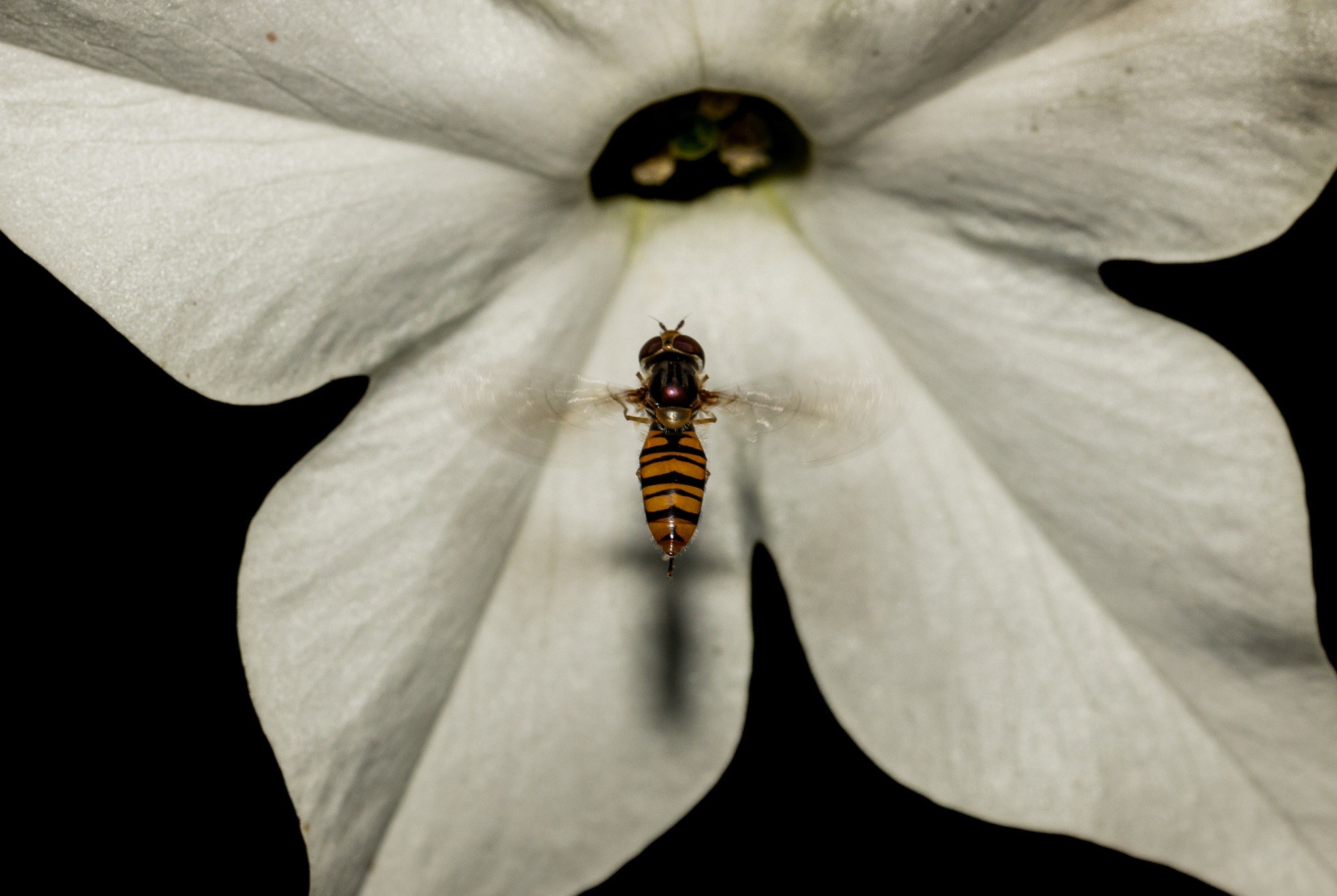 Macro collection cover