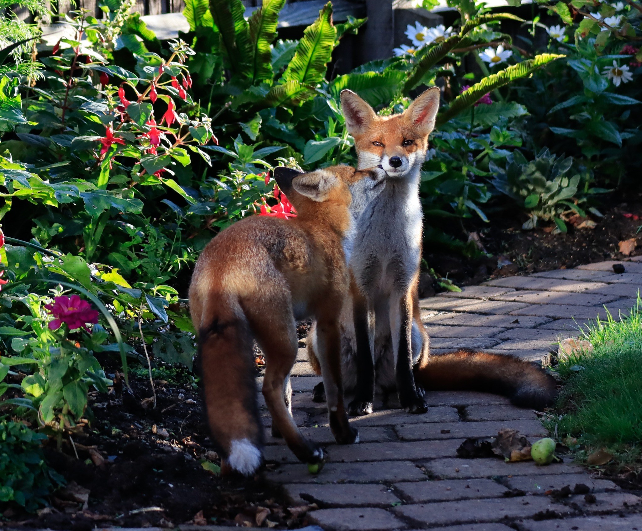 Wildlife collection cover